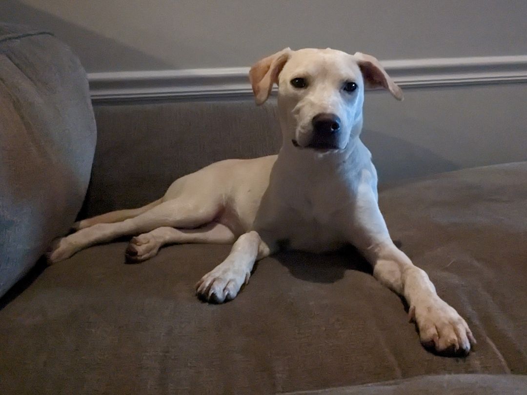 Sally, a Adoptable mixed breed in Lambertville, NJ image 5/14