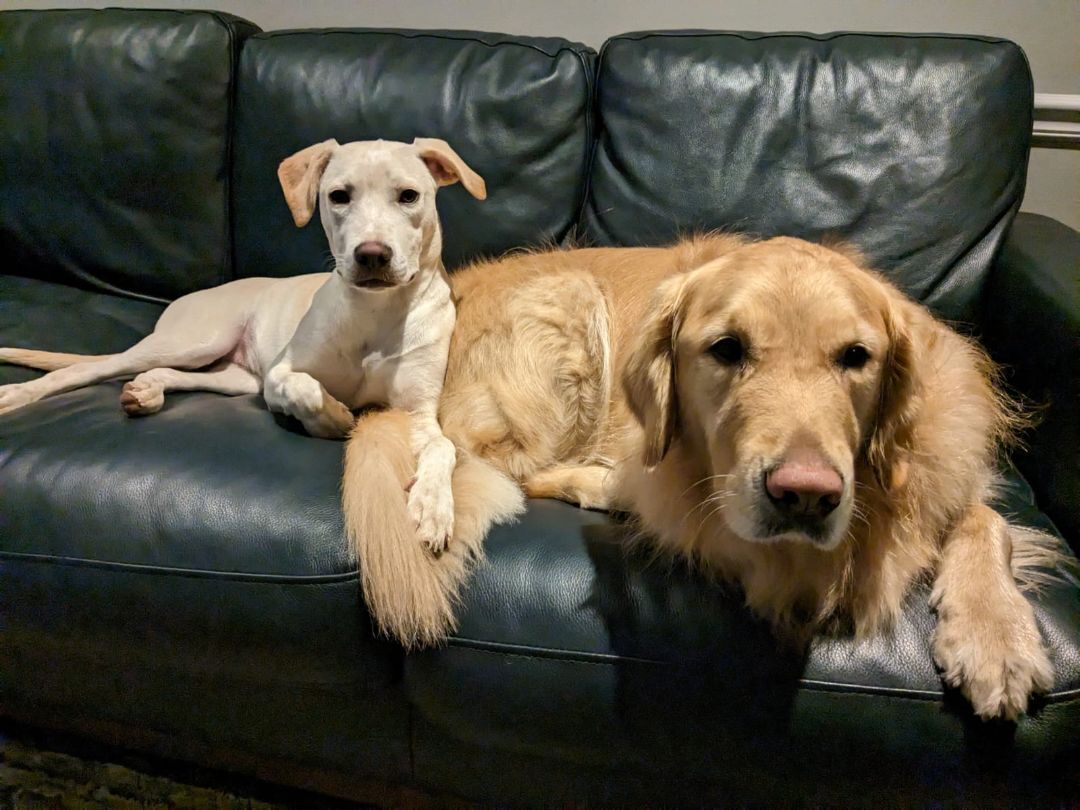 Sally, a Adoptable mixed breed in Lambertville, NJ image 6/14