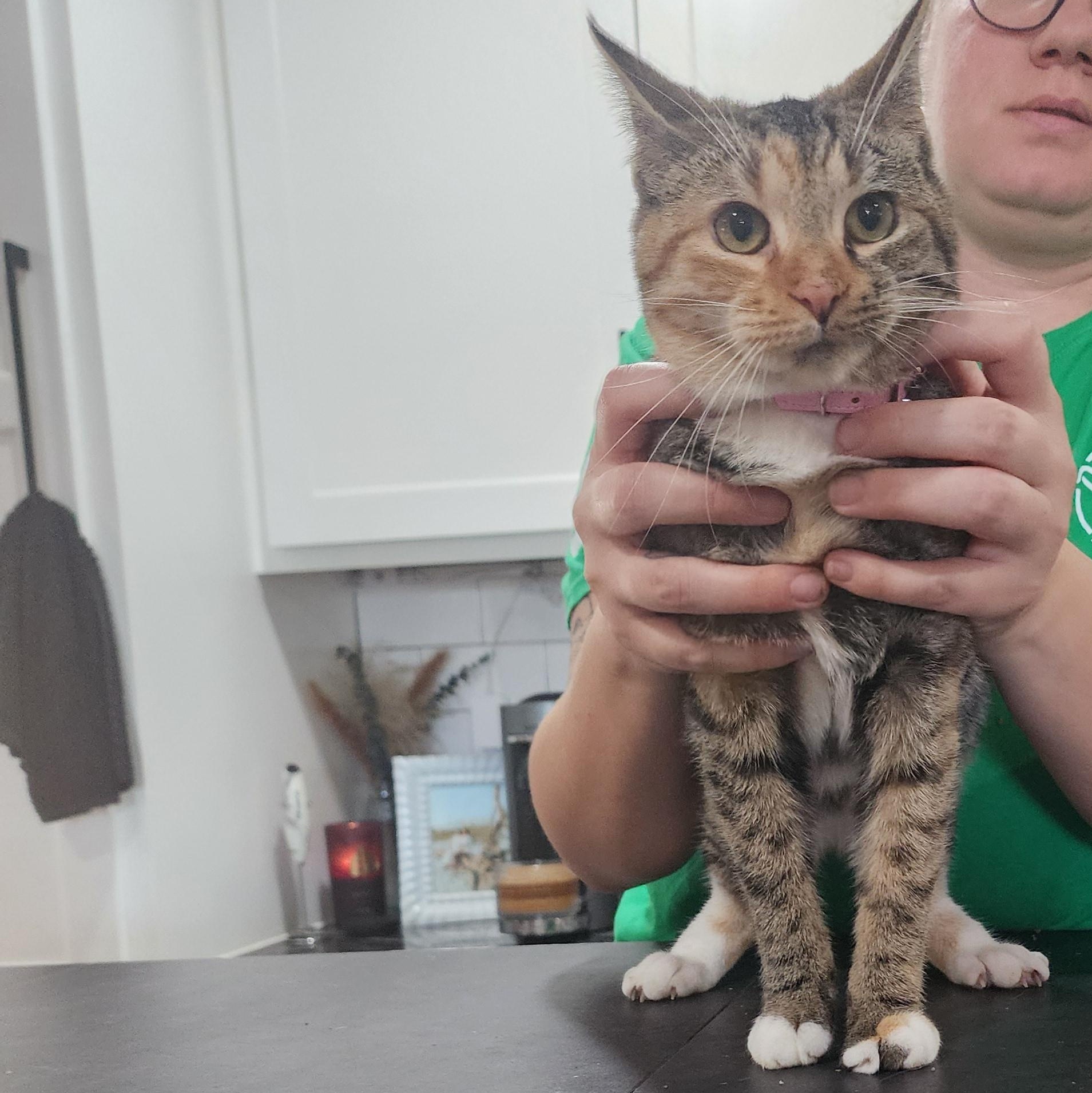 Jane, a Adoptable American Shorthair in Kinston, NC image 5/6