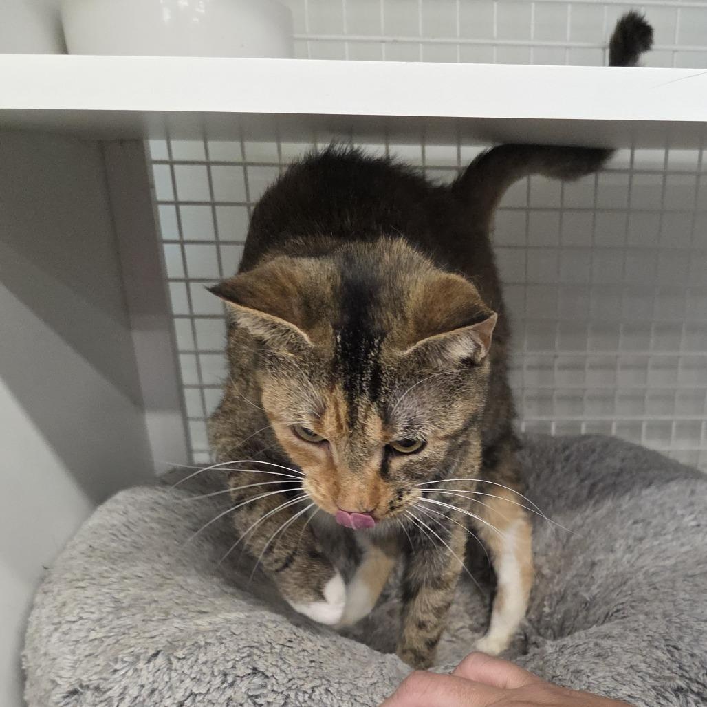 Jane, a Adoptable American Shorthair in Kinston, NC image 6/6