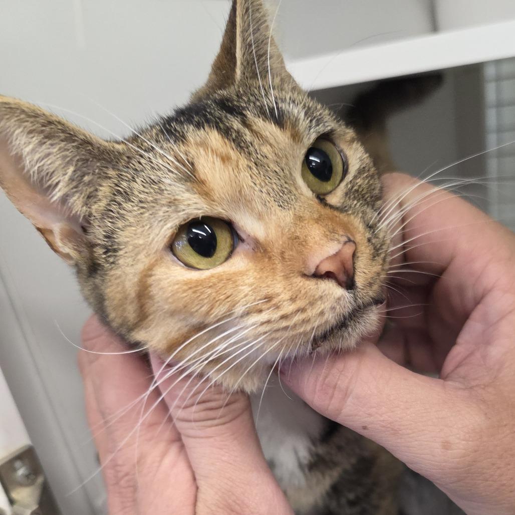 Jane, a Adoptable American Shorthair in Kinston, NC image 1/6