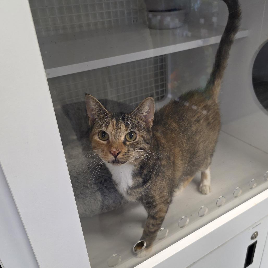 Jane, Adoptable, Young Female American Shorthair.