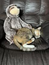 Jane, a Adoptable American Shorthair in Kinston, NC image 3/6