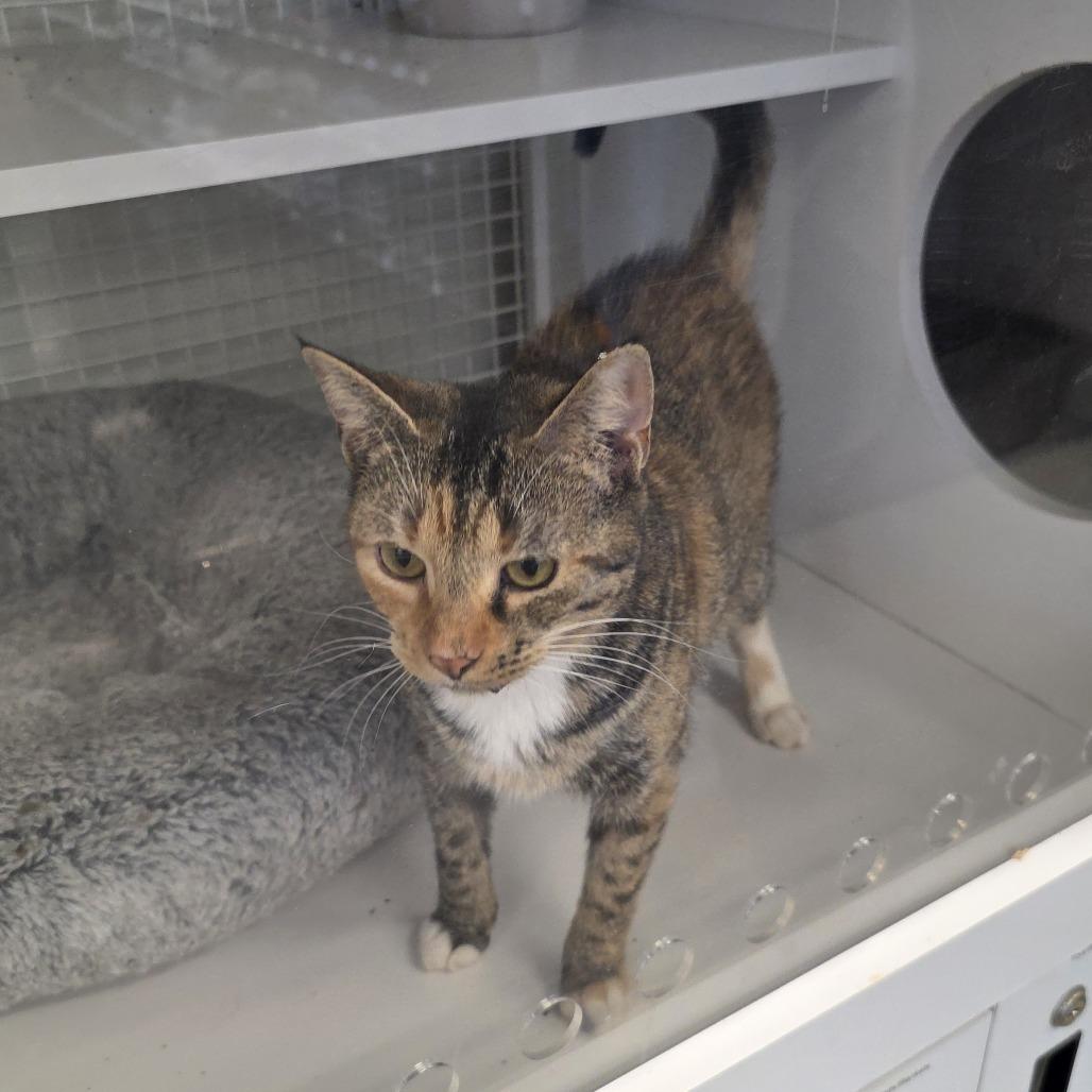 Jane, a Adoptable American Shorthair in Kinston, NC image 4/6