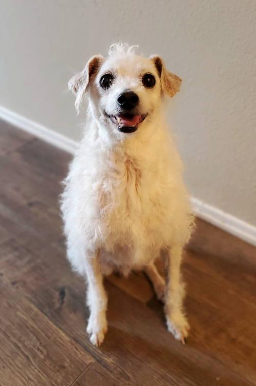 Enlarge Barney, a ADOPTABLE mixed breed in Temecula, CA image 2/4