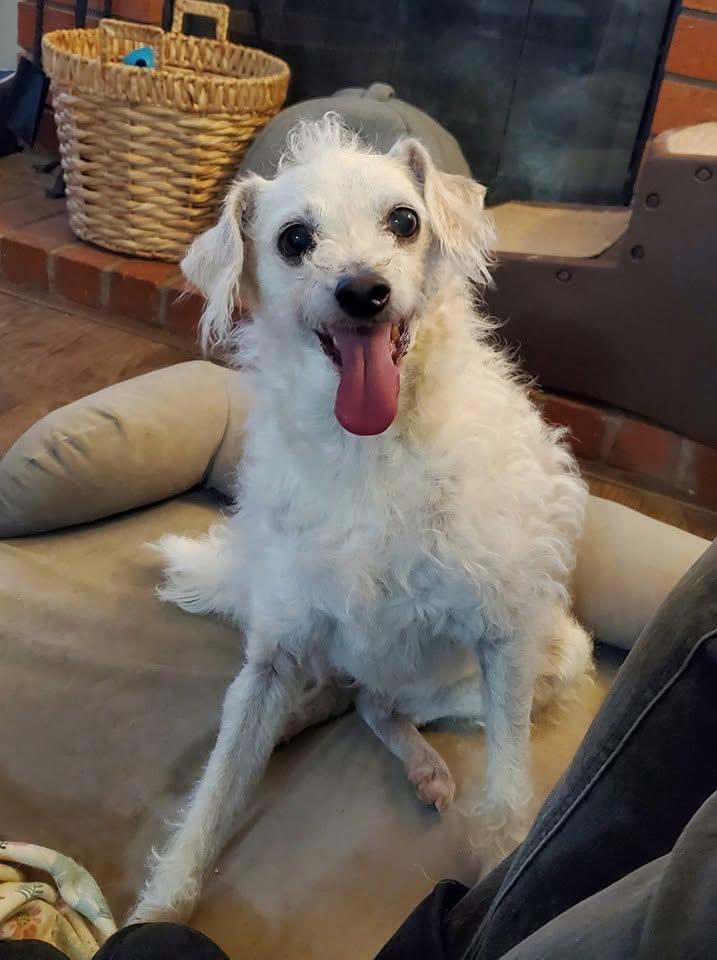 Barney, ADOPTABLE, Senior Male Jack Russell Terrier & Poodle.