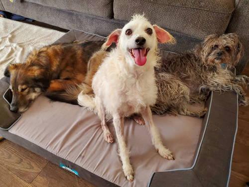 Enlarge Barney, a ADOPTABLE mixed breed in Temecula, CA image 3/4