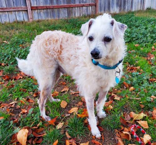 Enlarge Barney, a ADOPTABLE mixed breed in Temecula, CA image 4/4