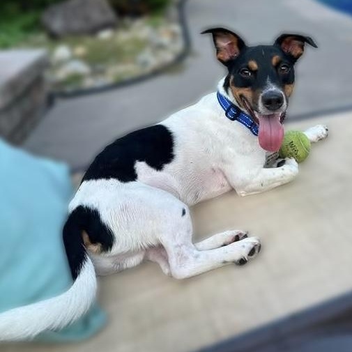 Jacob, an adoptable mixed breed in Hillsborough, NJ image 1/5
