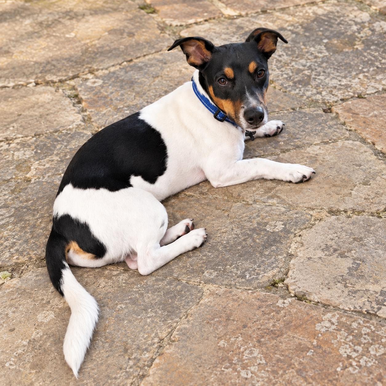 Enlarge .Jacob, a Adoptable mixed breed in Hillsborough, NJ image 2/6