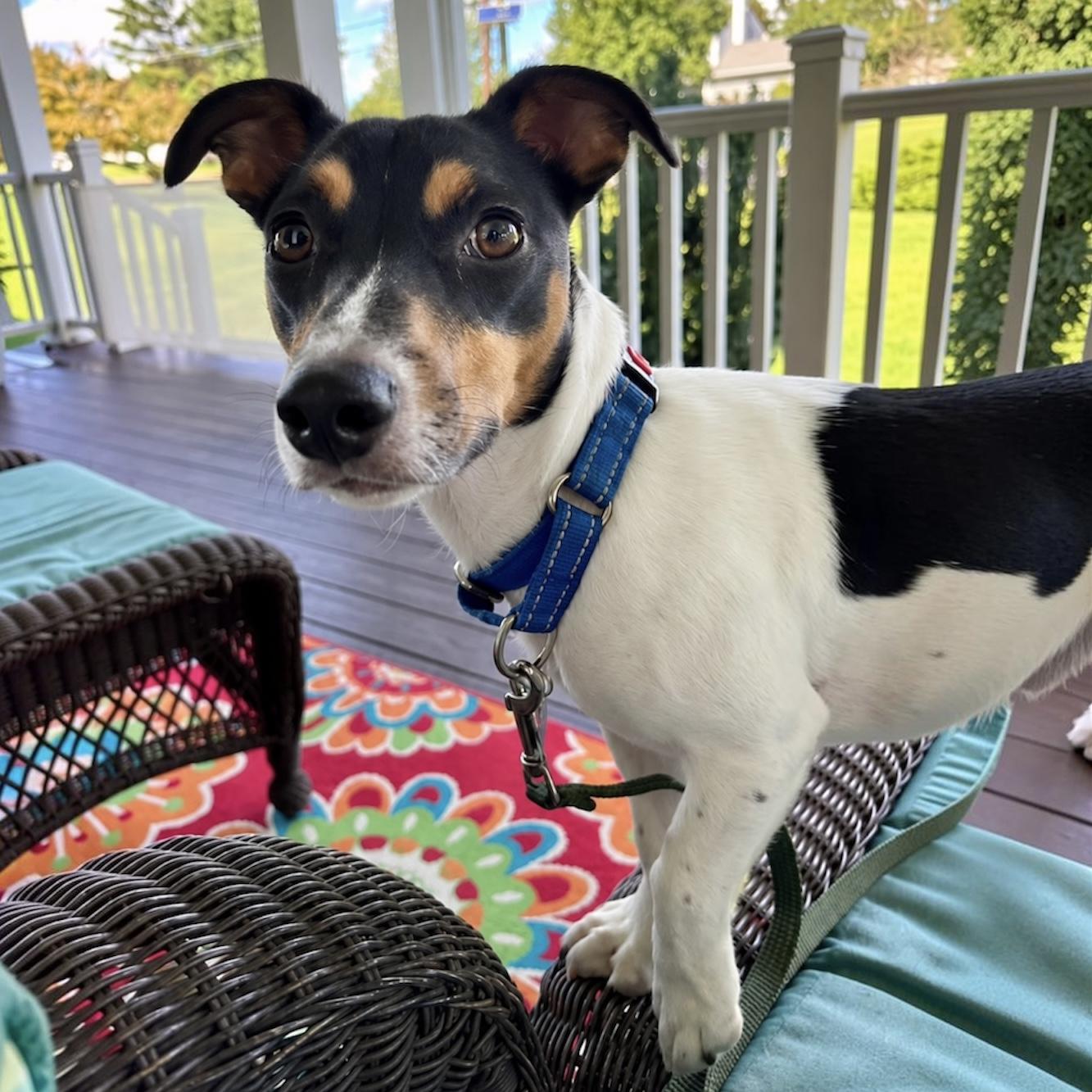 Enlarge .Jacob, a Adoptable mixed breed in Hillsborough, NJ image 1/6