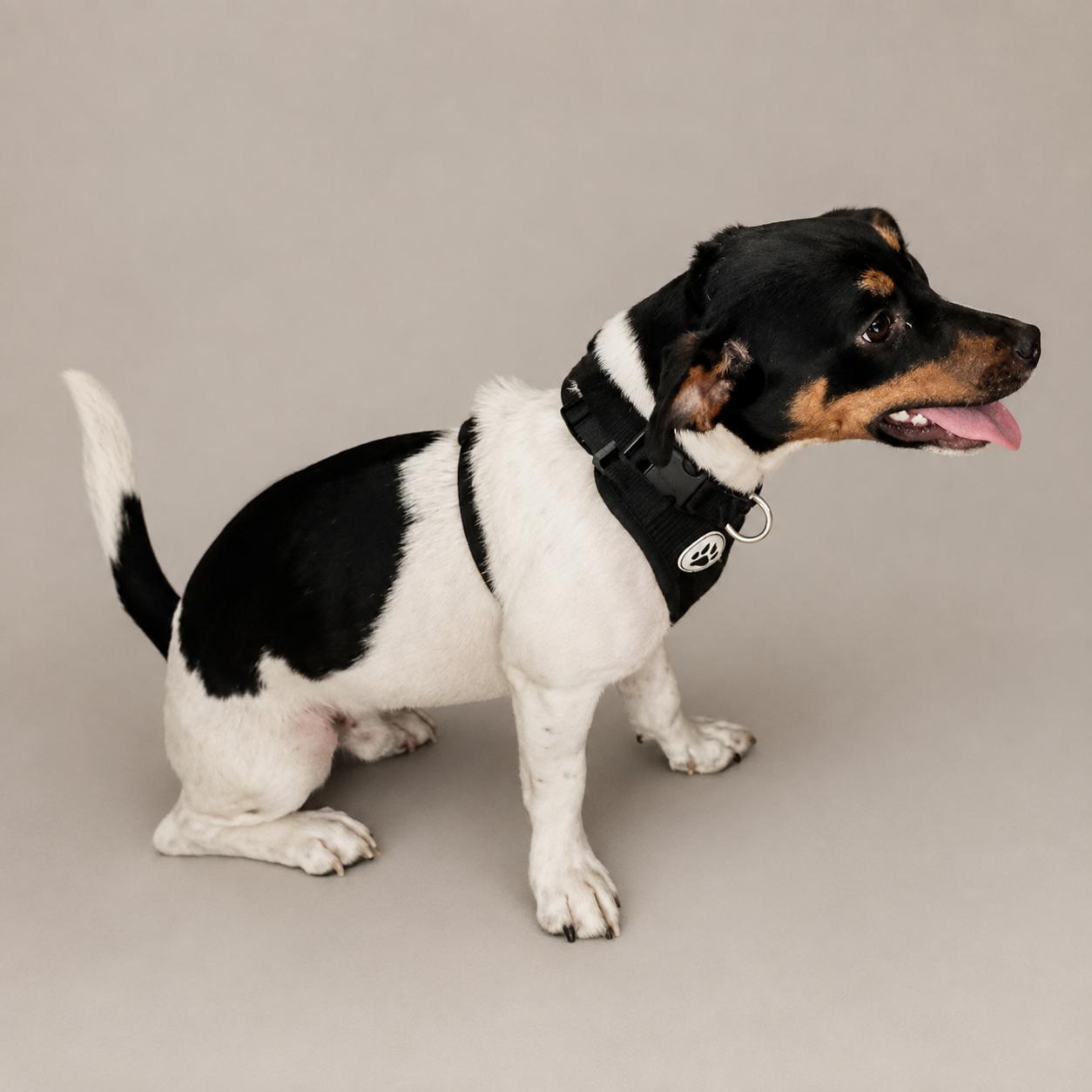 Jacob, an adoptable mixed breed in Hillsborough, NJ image 4/5