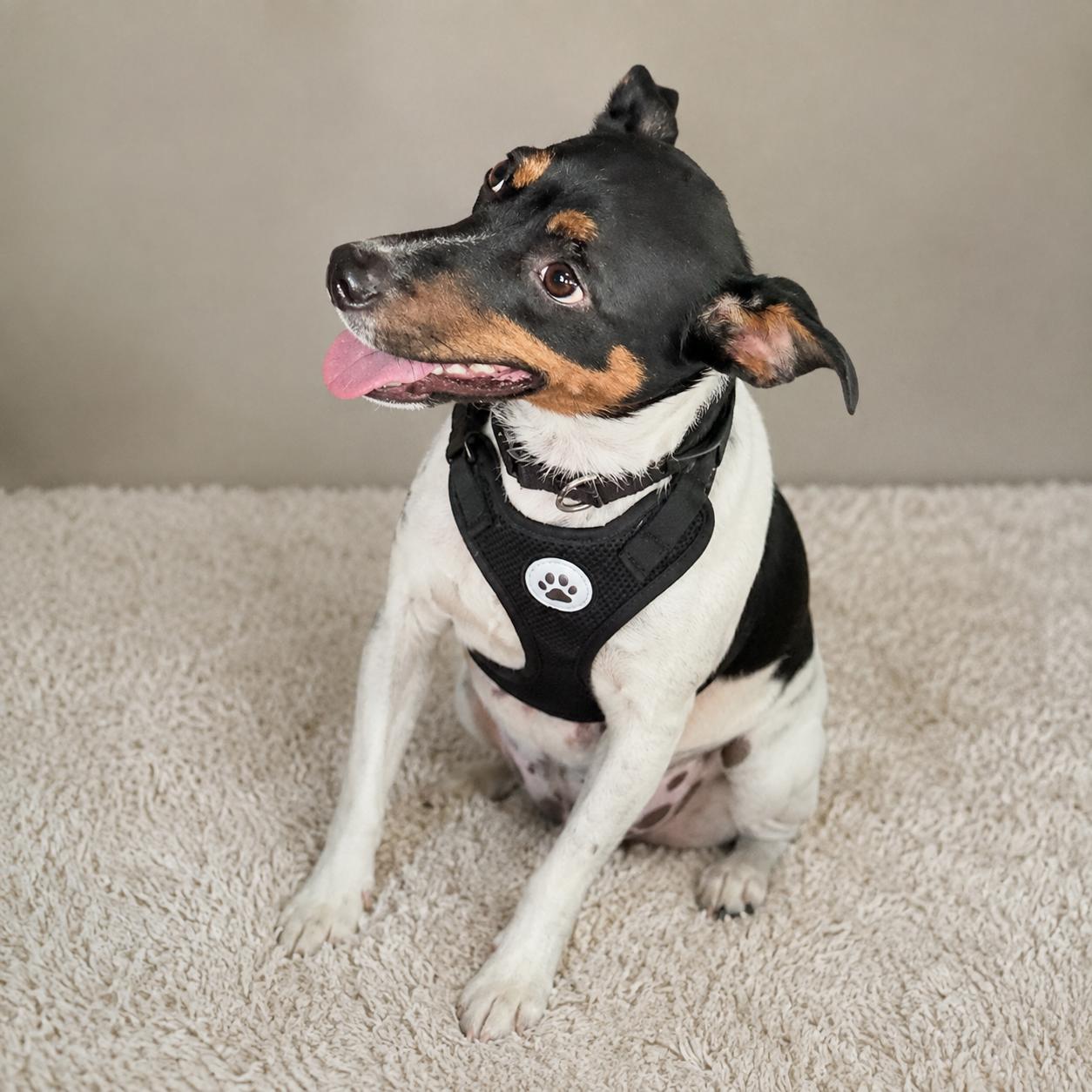 Jacob, an adoptable mixed breed in Hillsborough, NJ image 5/5