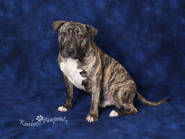 MOOSE DE SKUNK, Adoptable, Adult Male Bull Terrier & Mixed Breed.