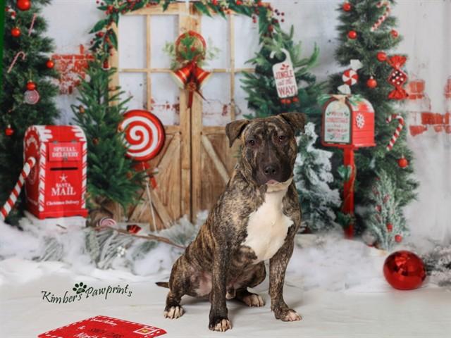 MOOSE DE SKUNK, Adoptable, Adult Male Bull Terrier & Mixed Breed.