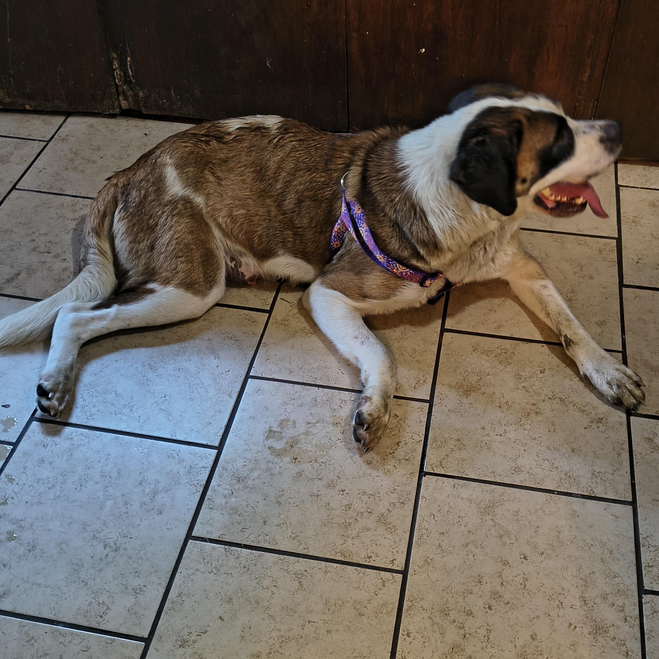 Athena, a ADOPTABLE mixed breed in Okmulgee, OK image 2/2