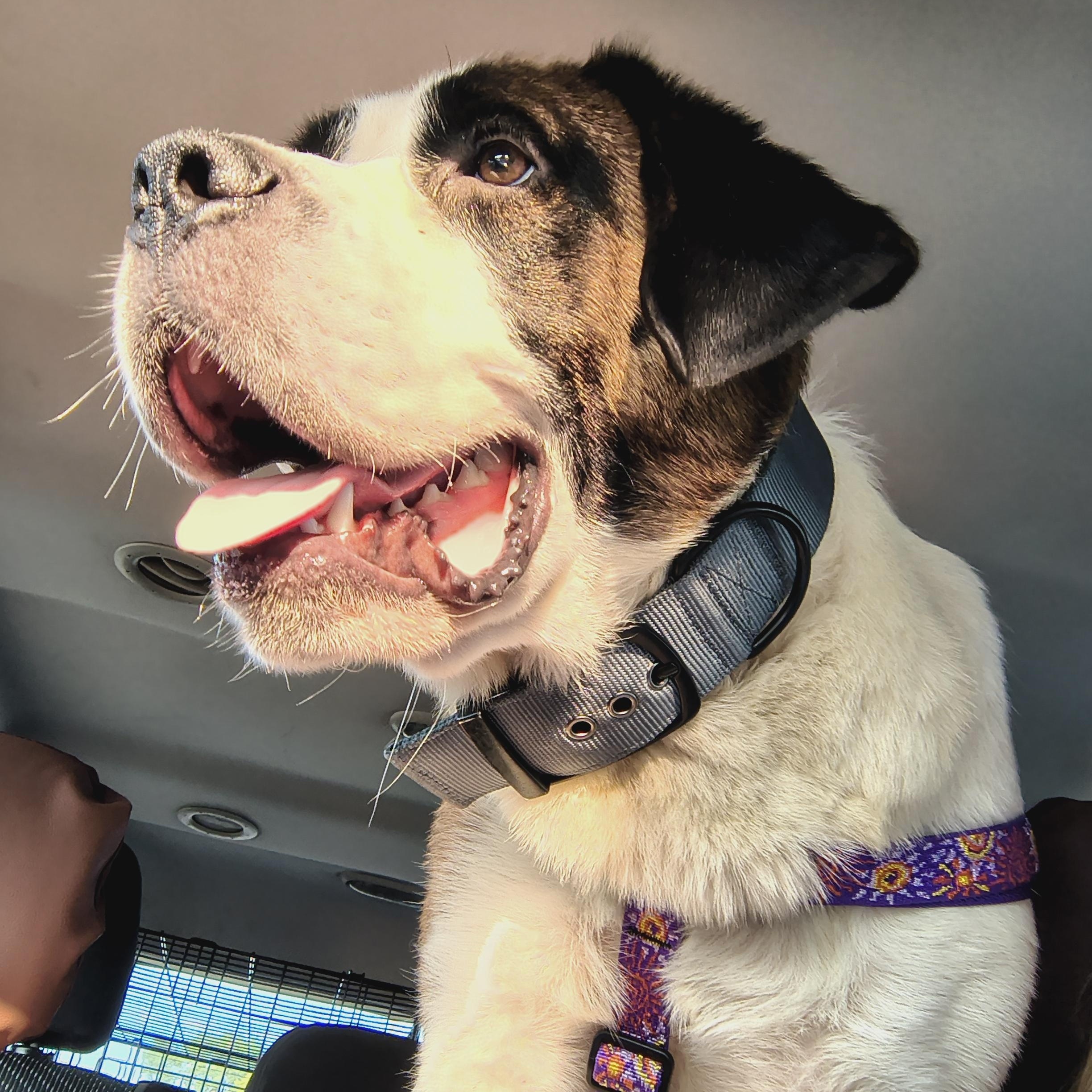 Athena, ADOPTABLE, Adult Female Saint Bernard & Mixed Breed.