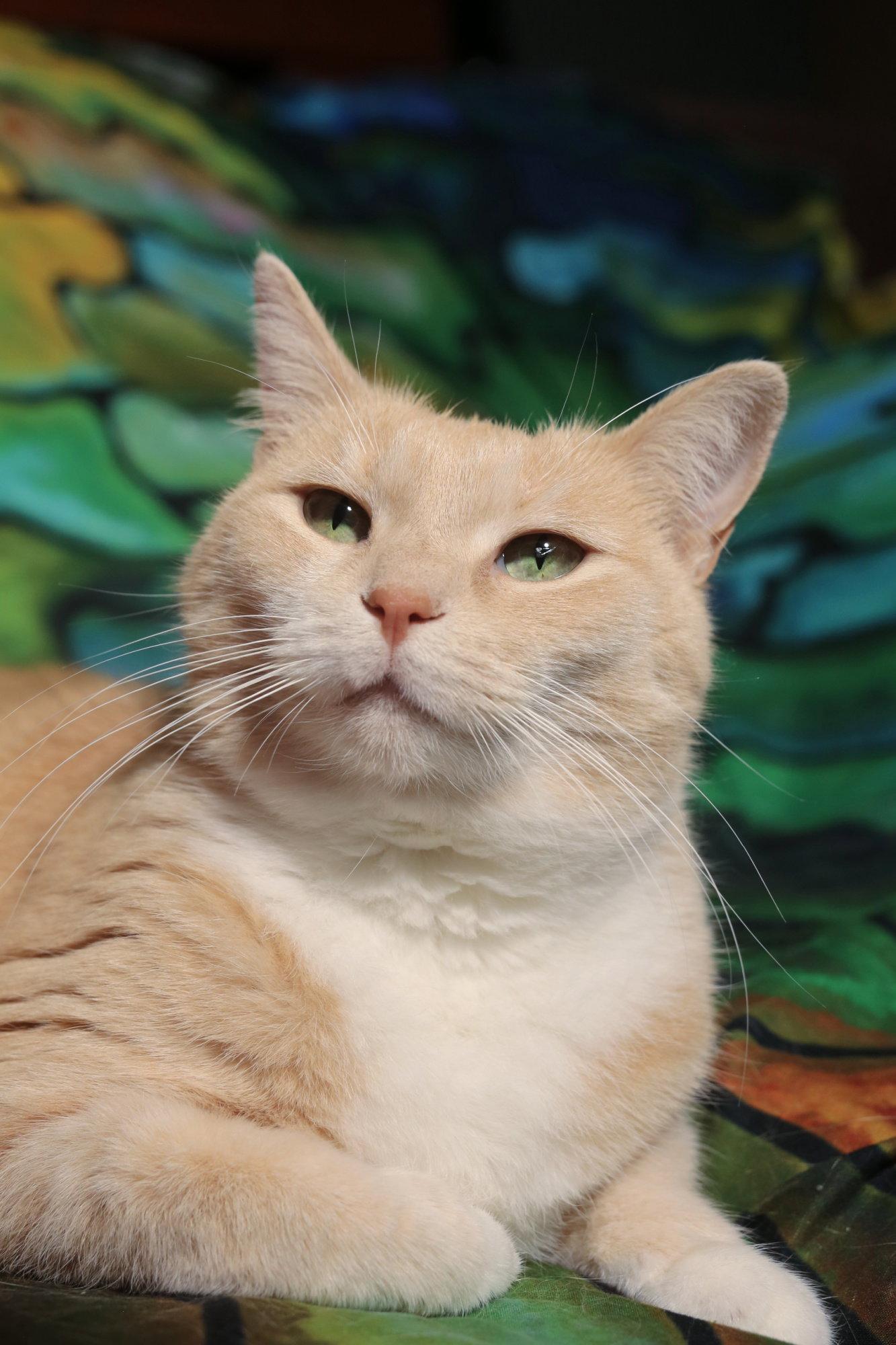 Amity & Wyse, Adopted, Adult Female Domestic Short Hair.