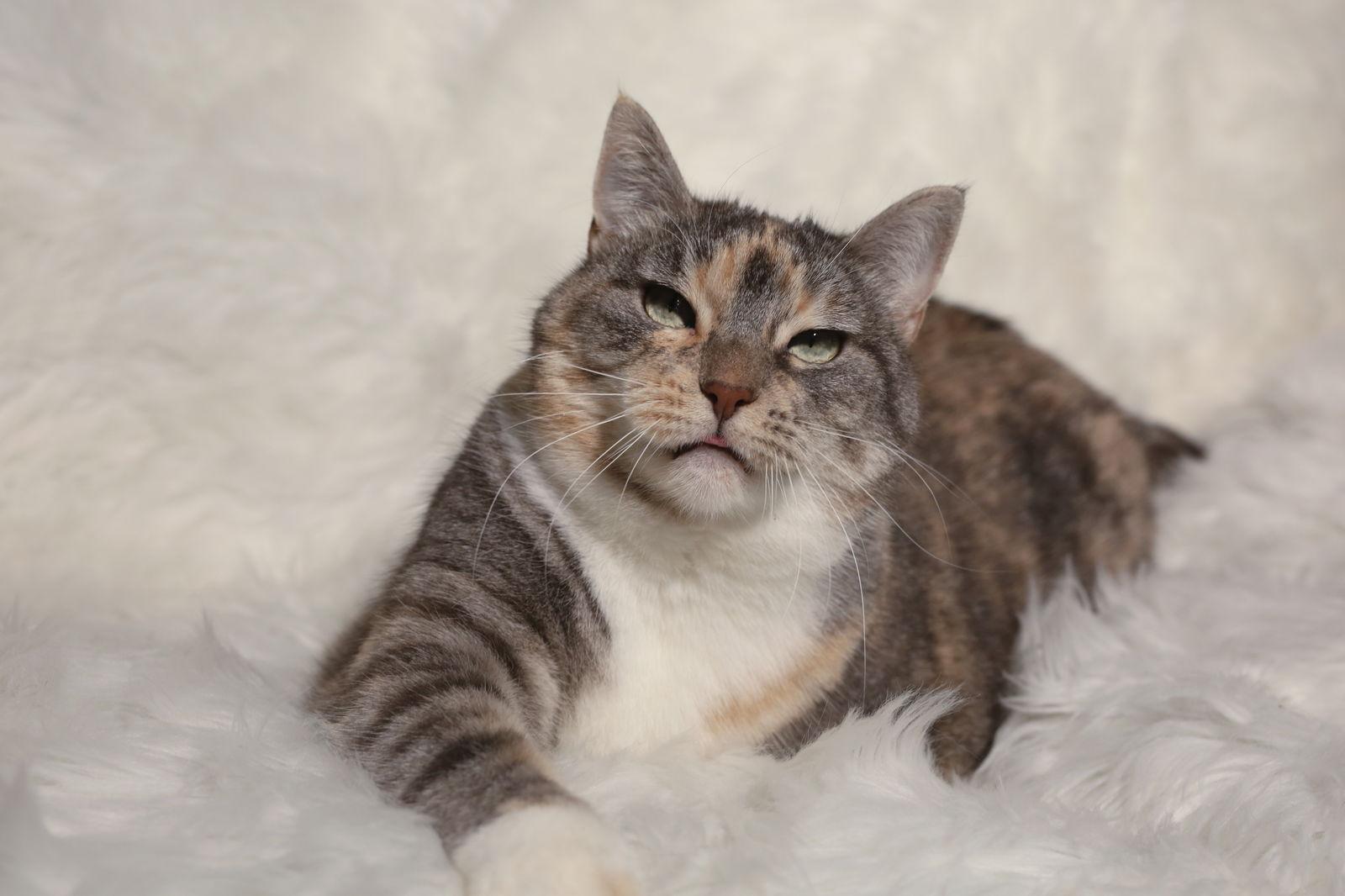 Amity & Wyse, Adoptable, Adult Female Domestic Short Hair.