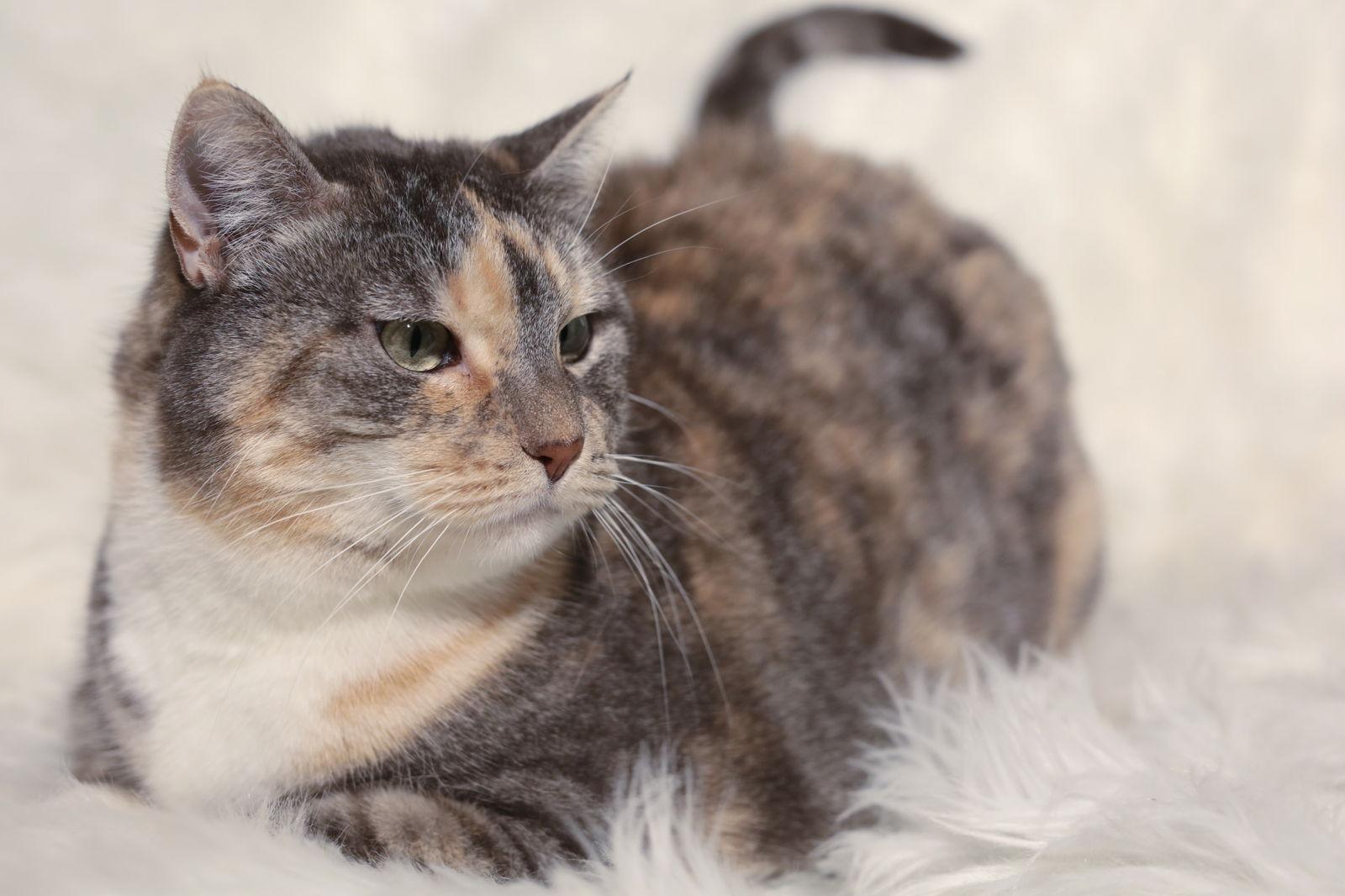 Enlarge Amity & Wyse, a Adoptable Domestic Short Hair in New Prague, MN image 2/3