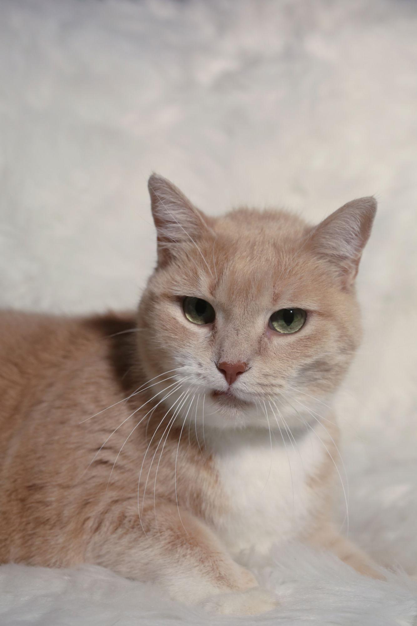 Enlarge Amity & Wyse, a Adoptable Domestic Short Hair in New Prague, MN image 3/3