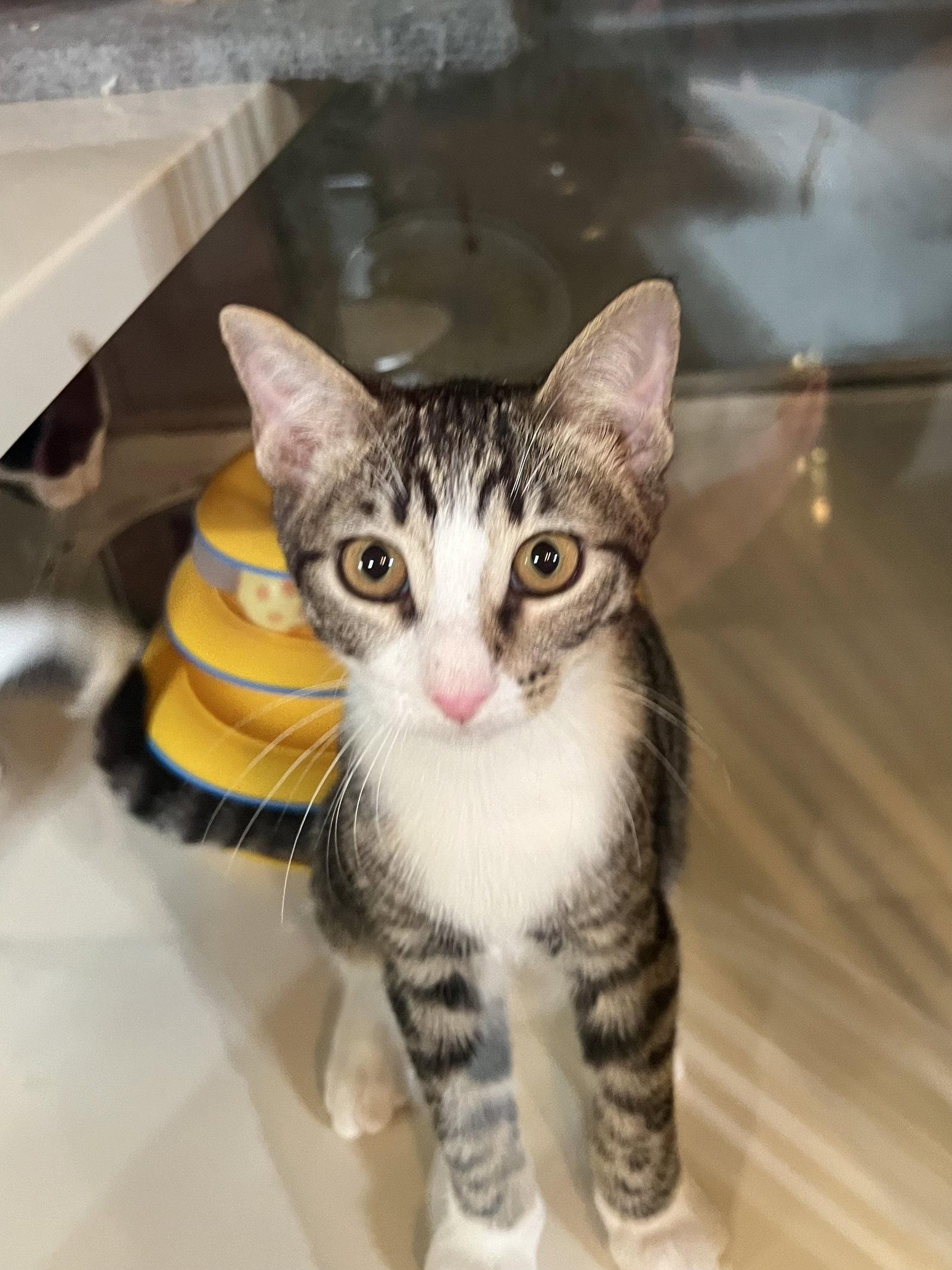 Rum, Adoptable, Young Male Domestic Short Hair & Tabby.