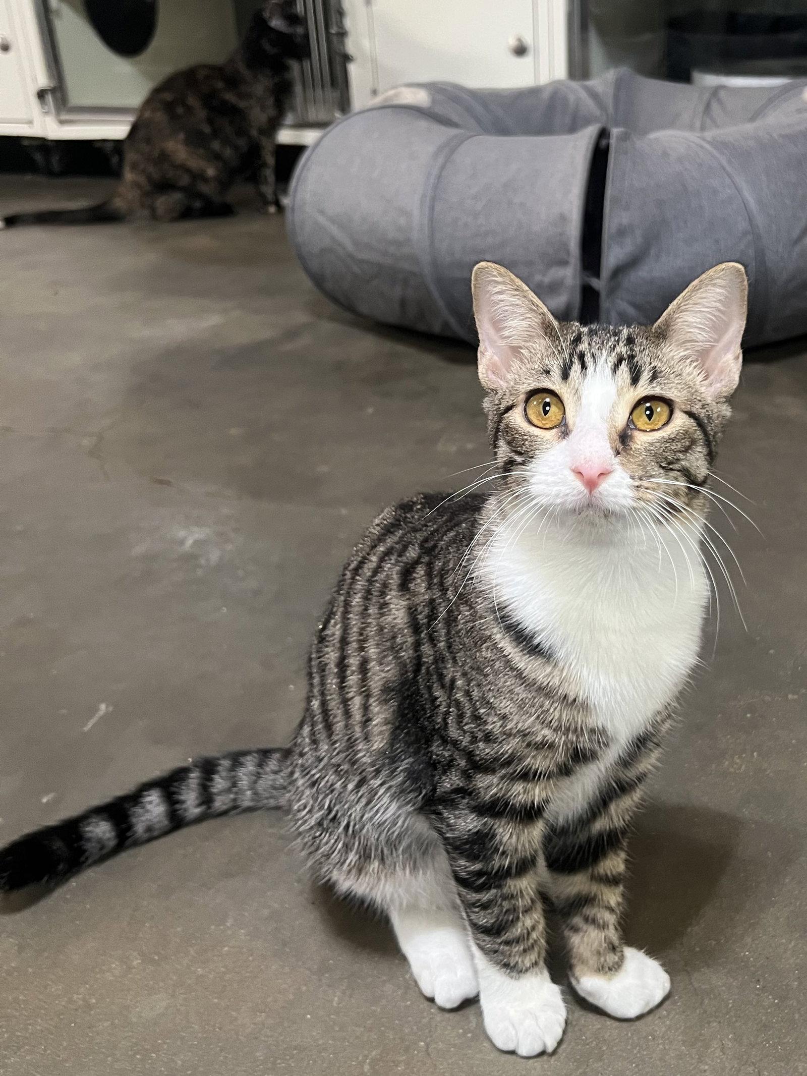 Rum, Adoptable, Young Male Domestic Short Hair & Tabby.