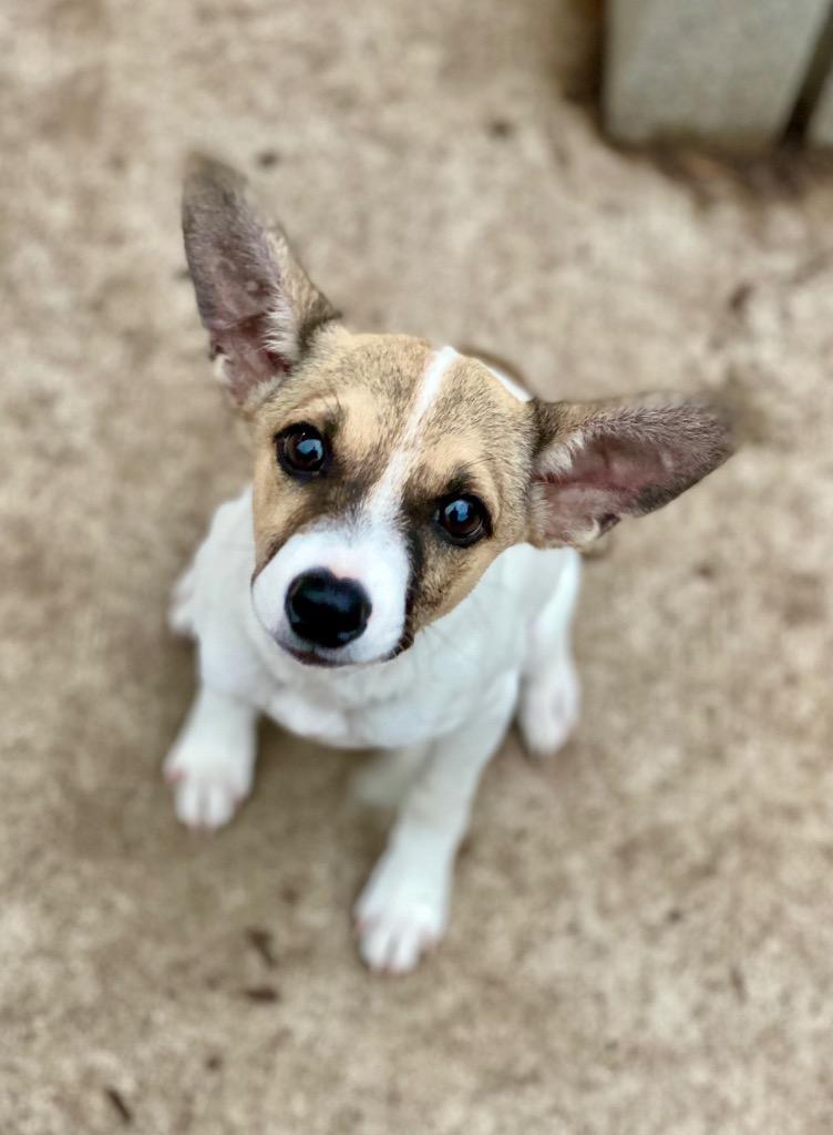 Pete, Adoptable, Puppy Male Rat Terrier & Mixed Breed.