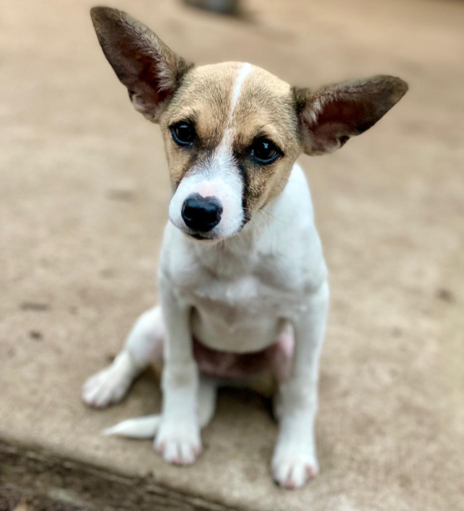 Enlarge Pete, a Adoptable mixed breed in Urbandale, IA image 2/3