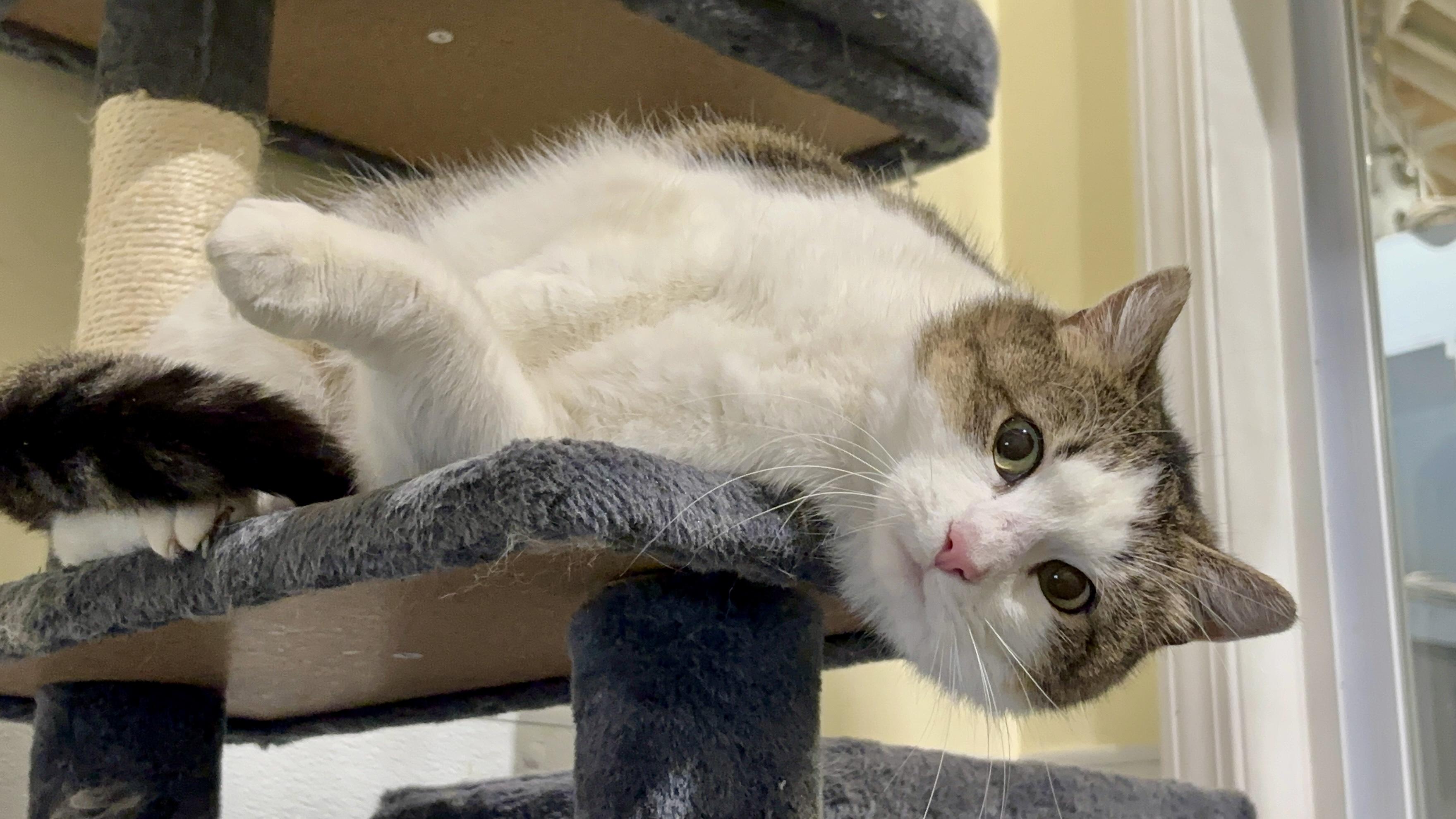 Enlarge Gretchen, a ADOPTABLE Domestic Short Hair in Shenandoah, IA image 3/3