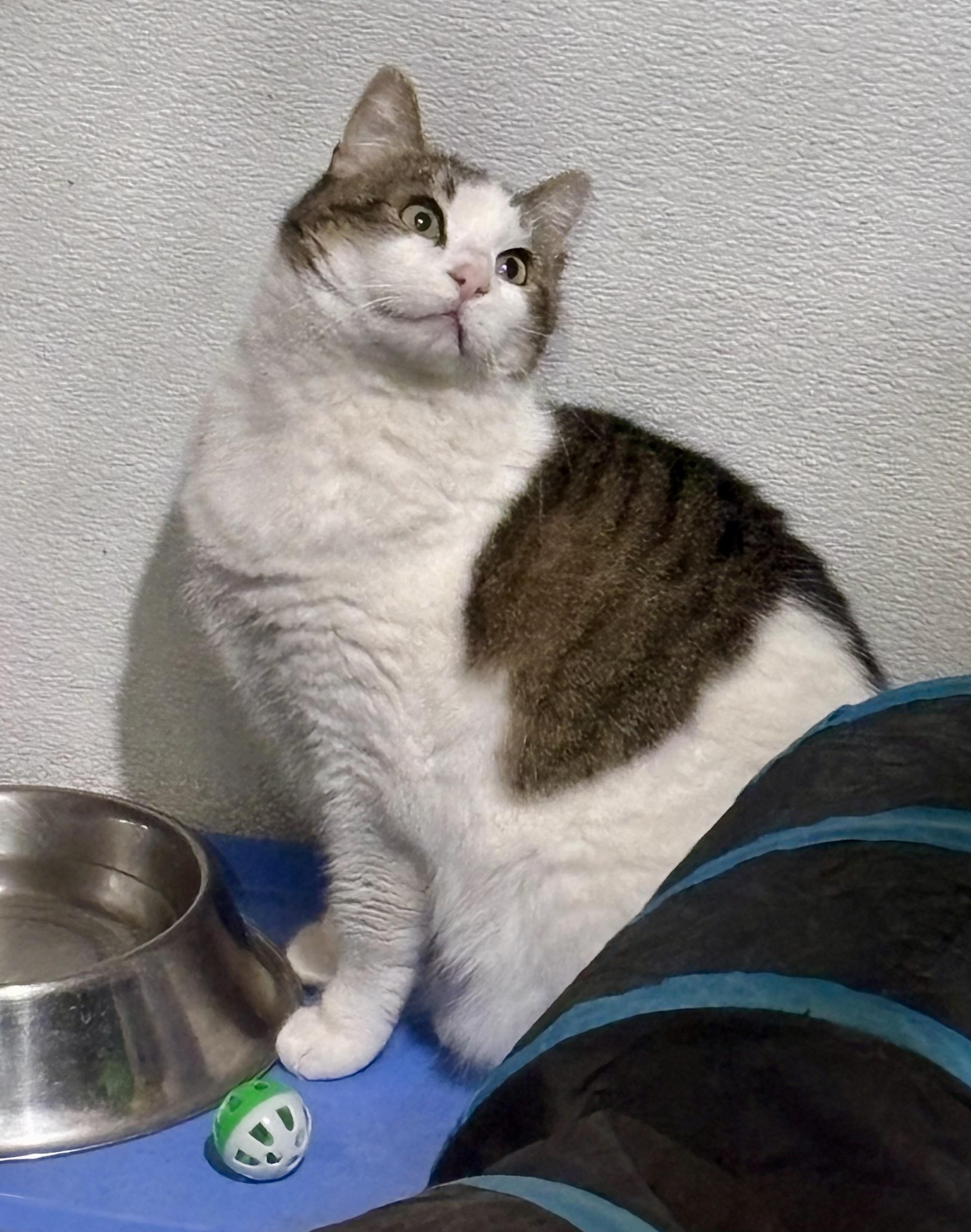 Gretchen, ADOPTABLE, Adult Female Domestic Short Hair.