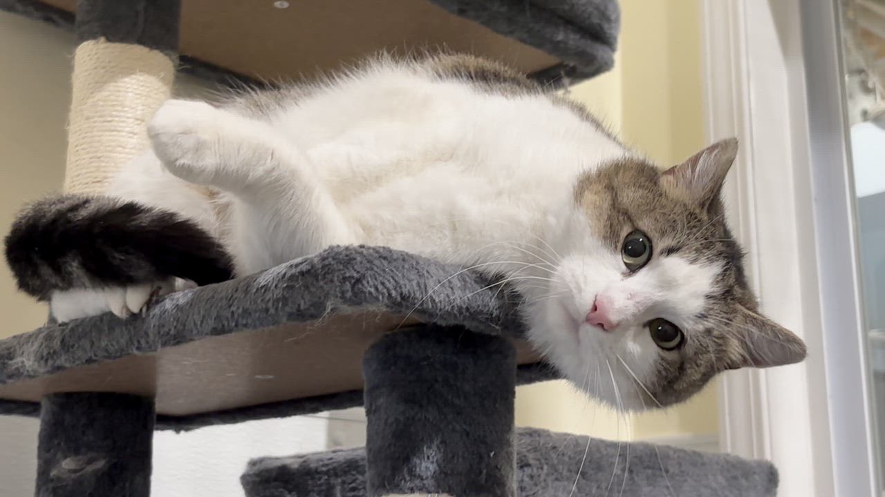 Enlarge Gretchen, a ADOPTABLE Domestic Short Hair in Shenandoah, IA video 2/3