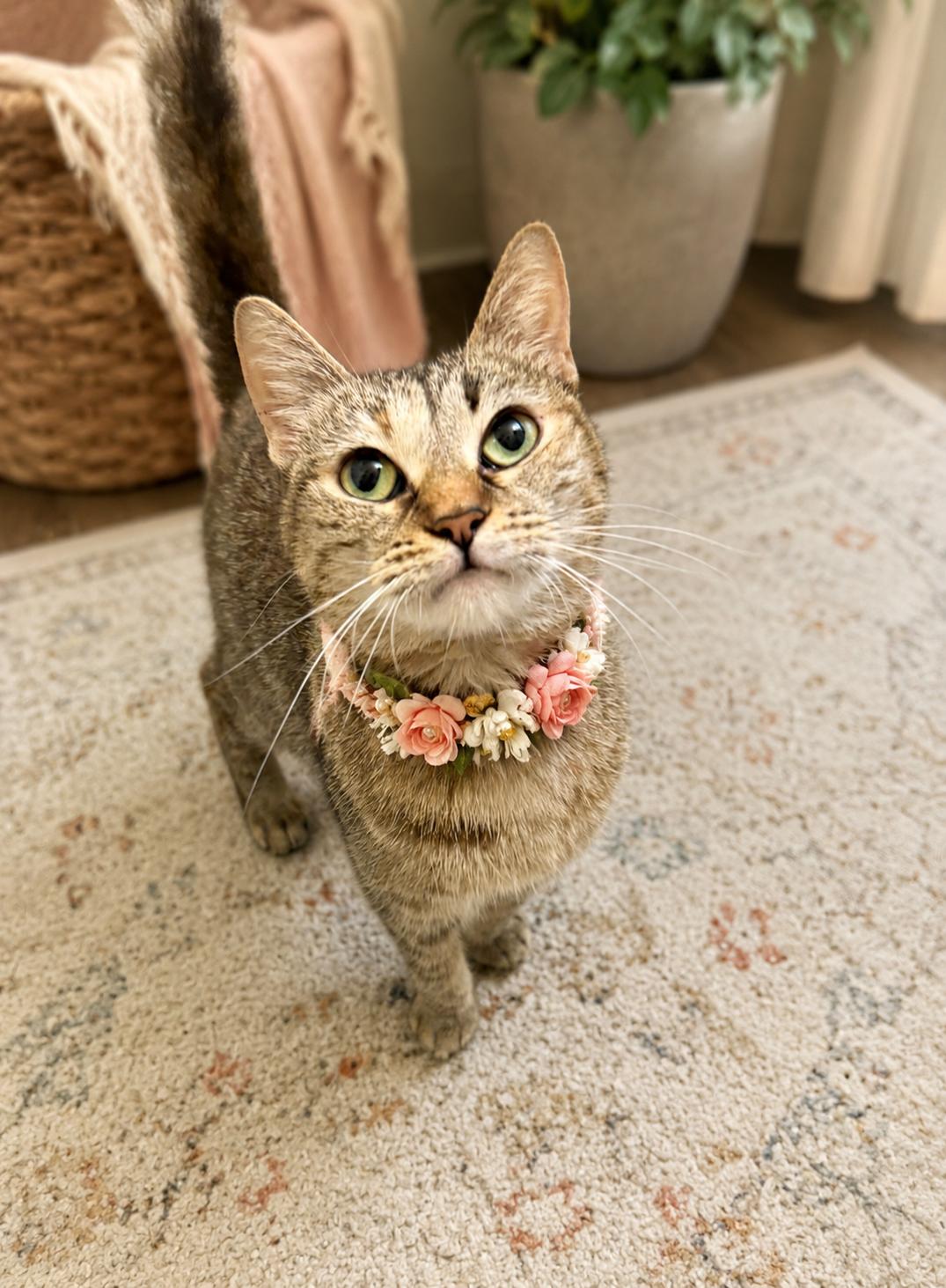 Brownie, adopted, Young Female Domestic Short Hair & Tabby.
