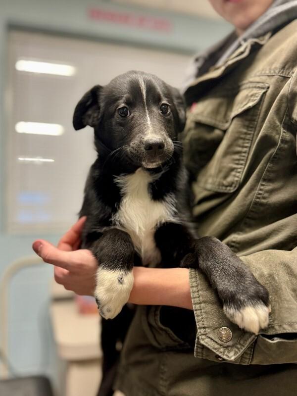 David, Adoptable, Young Male Australian Shepherd.