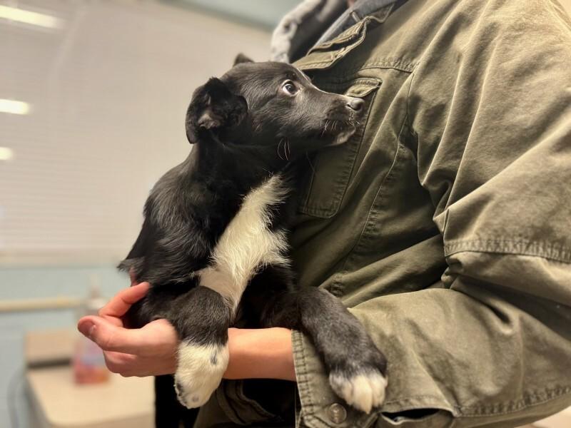 Enlarge David, a Adoptable Australian Shepherd in Wooster, OH image 2/2