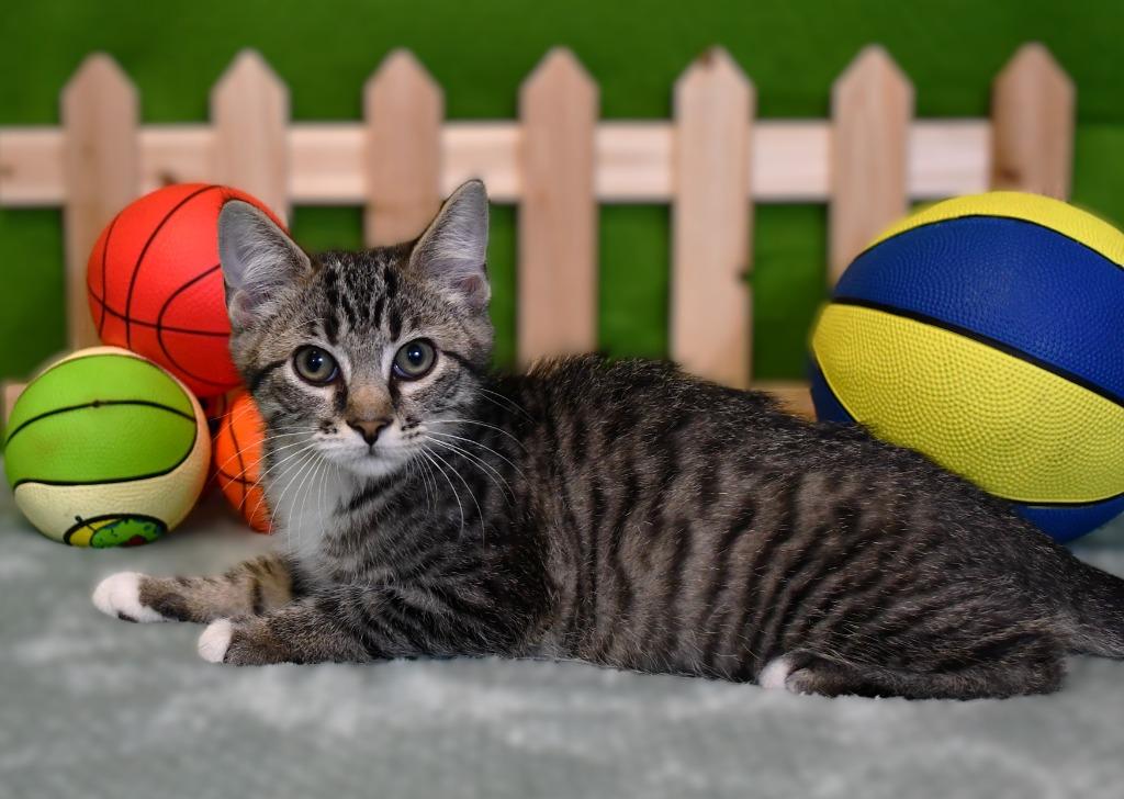 Radley, a Adoptable mixed breed in Roanoke, TX image 3/3