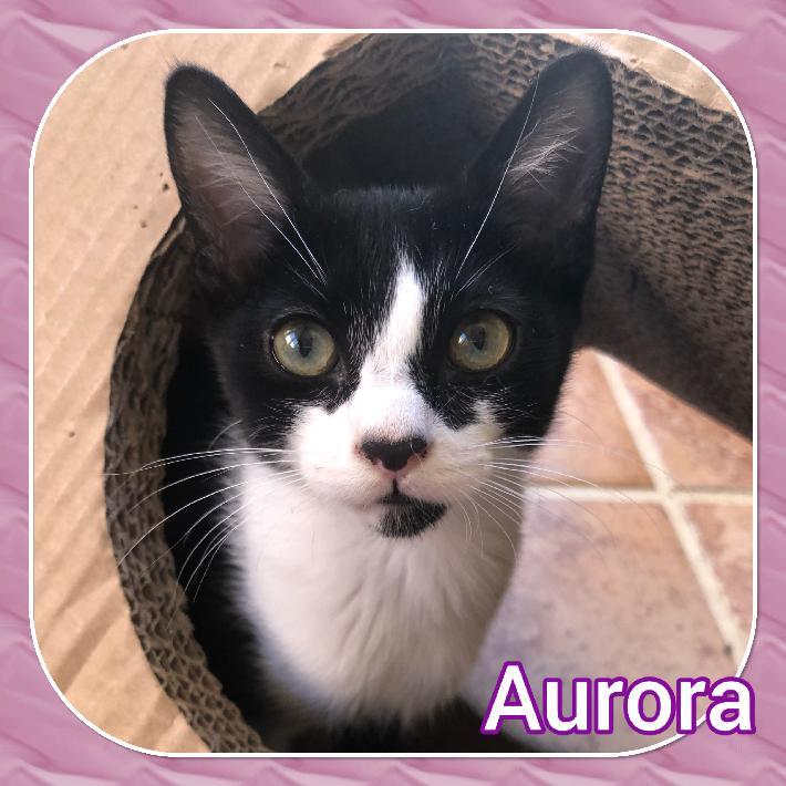 Aurora, adopted, Adult Female Domestic Short Hair.