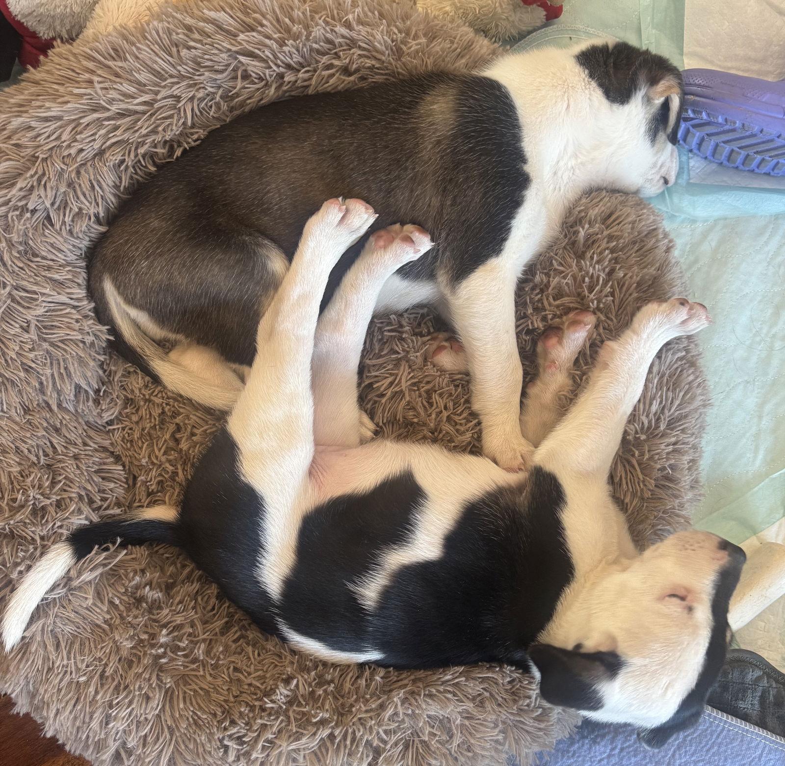 Zada, a Adopted mixed breed in Brooklyn Center, MN image 1/3