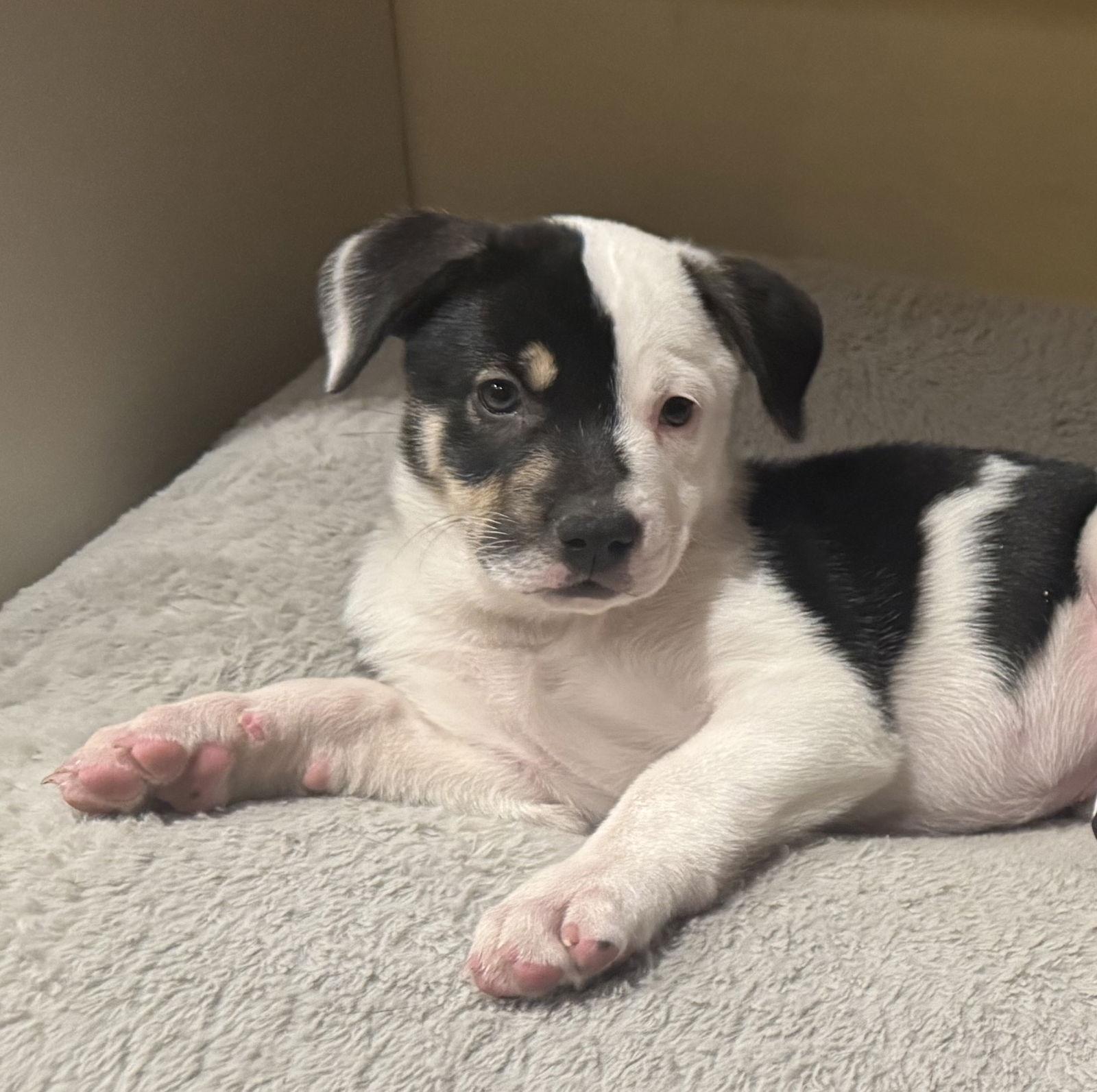 Zada, a Adopted mixed breed in Brooklyn Center, MN image 2/3