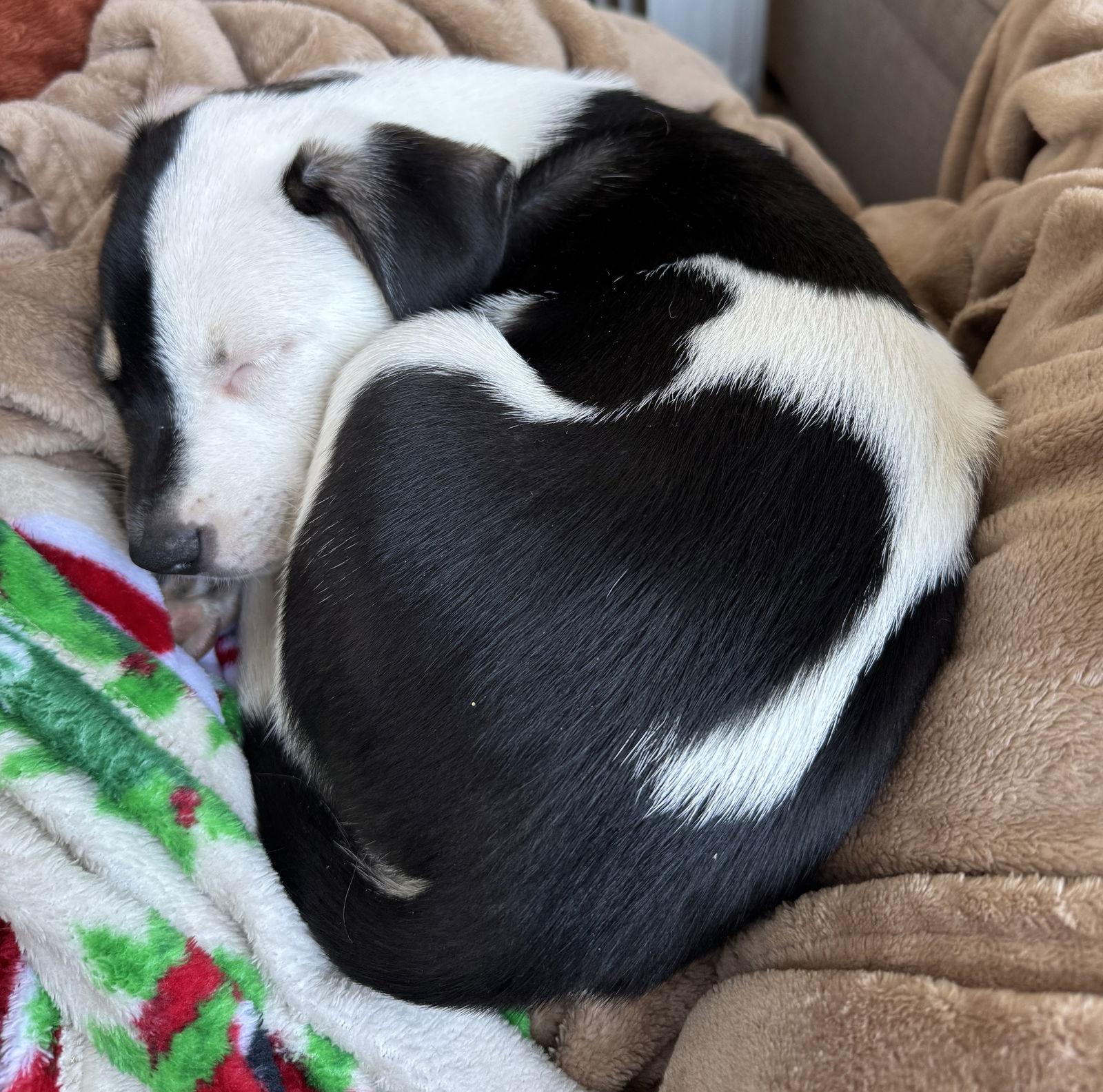 Zada, a Adopted mixed breed in Brooklyn Center, MN image 3/3