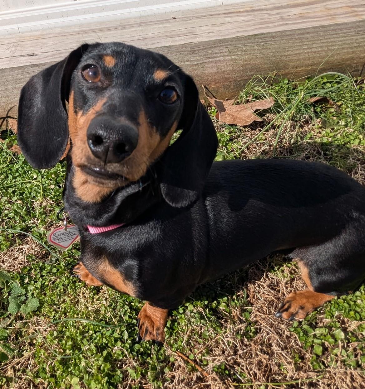 Boop aka Betty Boop in LA, a ADOPTABLE Dachshund in Mandeville, LA image 4/4