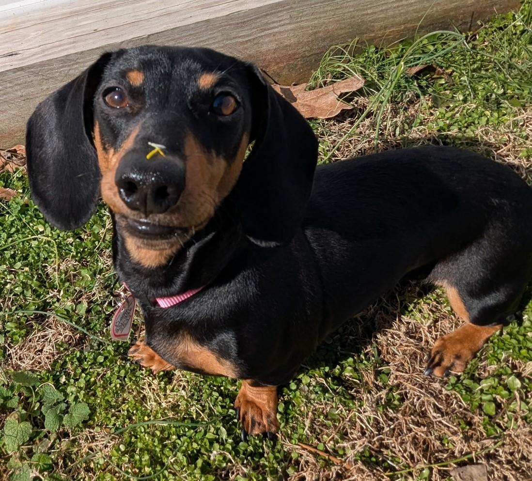Boop aka Betty Boop in LA, a ADOPTABLE Dachshund in Mandeville, LA image 1/4