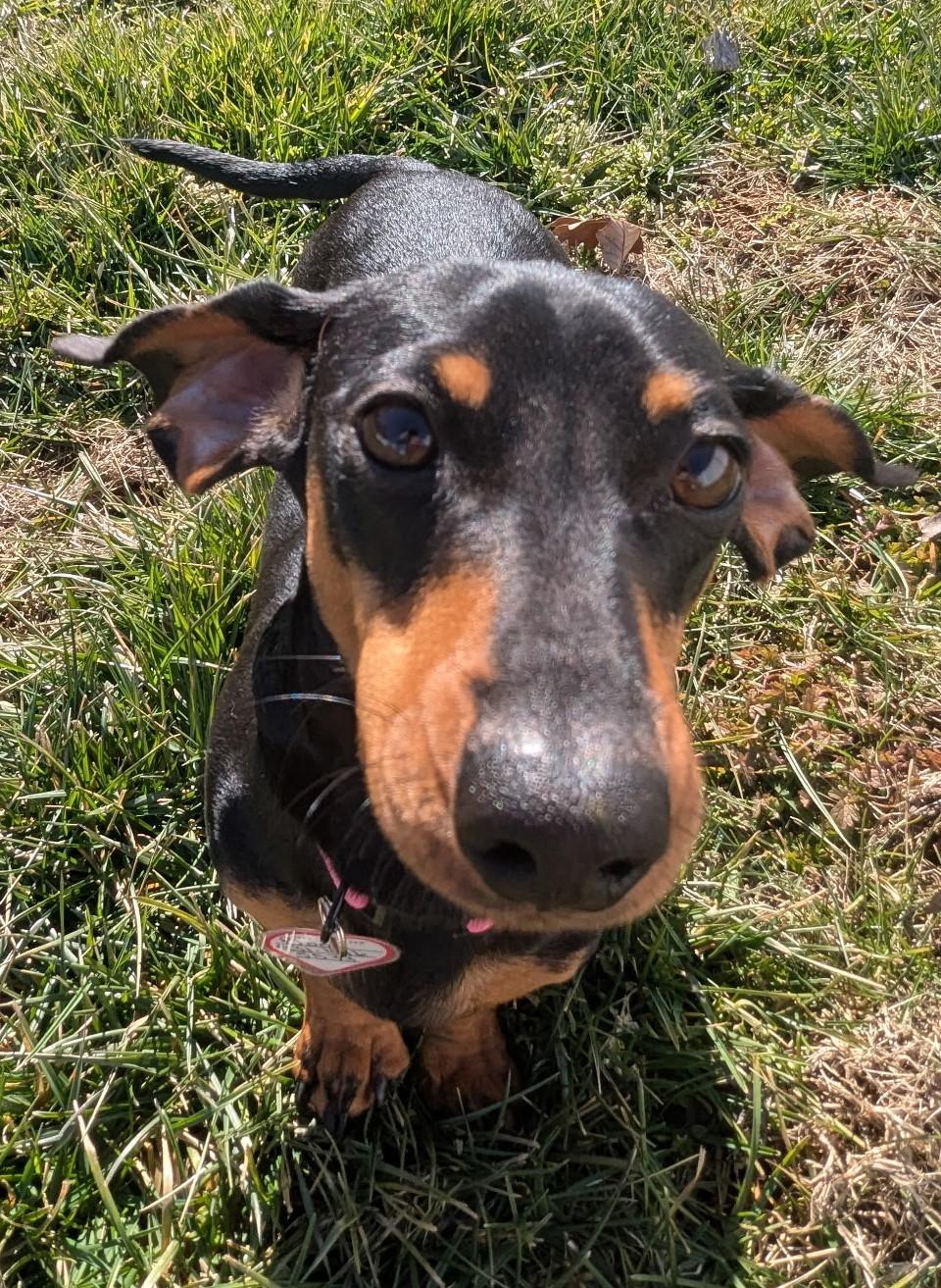 Boop aka Betty Boop in LA, a ADOPTABLE Dachshund in Mandeville, LA image 2/4