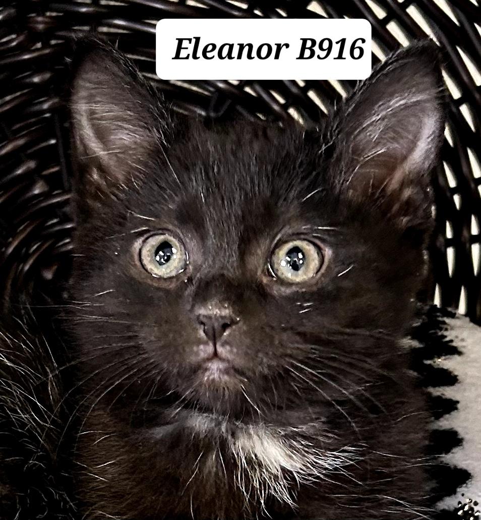 Eleanor, ADOPTABLE, Kitten Female Domestic Medium Hair.