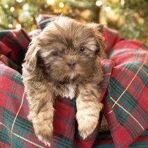 Enlarge Buster, a Adoptable Shih Tzu in Hillsborough , NC image 1/3