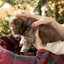 Enlarge Buster, a Adoptable Shih Tzu in Hillsborough , NC image 3/3