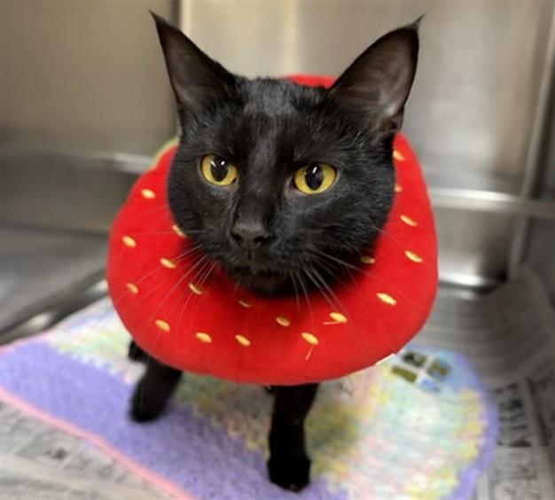 ANANAS REINETTE, Adoptable, Young Female Domestic Short Hair.