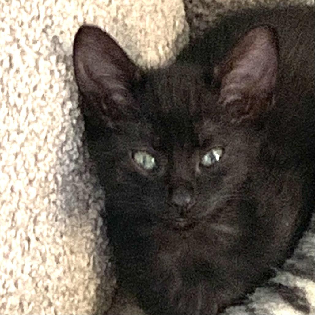 Enlarge Porcini, a Adoptable Domestic Short Hair in Hudson, NY image 1/1