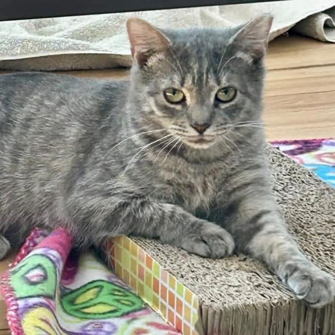 Enlarge Nomi, a Adoptable Domestic Short Hair in East Hanover, NJ image 1/2