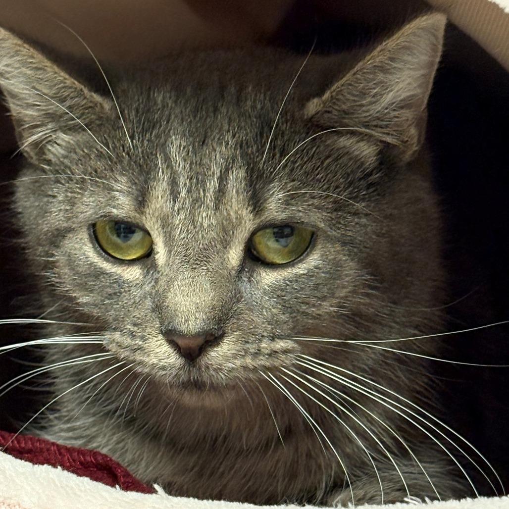 Nomi, Adoptable, Young Female Domestic Short Hair.